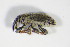  ( - GBOL_Col_FK_2093)  @13 [ ] CreativeCommons - Attribution Non-Commercial Share-Alike (2015) Unspecified SNSB, Zoologische Staatssammlung Muenchen