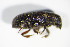  ( - GBOL_Col_FK_2102)  @12 [ ] CreativeCommons - Attribution Non-Commercial Share-Alike (2015) Unspecified SNSB, Zoologische Staatssammlung Muenchen
