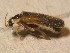  ( - GBOL_Col_FK_2376)  @12 [ ] CreativeCommons - Attribution Non-Commercial Share-Alike (2015) Unspecified SNSB, Zoologische Staatssammlung Muenchen