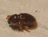  ( - GBOL_Col_FK_2394)  @12 [ ] CreativeCommons - Attribution Non-Commercial Share-Alike (2015) Unspecified SNSB, Zoologische Staatssammlung Muenchen
