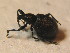  ( - GBOL_Col_FK_2464)  @11 [ ] CreativeCommons - Attribution Non-Commercial Share-Alike (2015) Unspecified SNSB, Zoologische Staatssammlung Muenchen