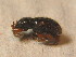  ( - GBOL_Col_FK_2469)  @12 [ ] CreativeCommons - Attribution Non-Commercial Share-Alike (2015) Unspecified SNSB, Zoologische Staatssammlung Muenchen