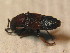  ( - GBOL_Col_FK_2470)  @11 [ ] CreativeCommons - Attribution Non-Commercial Share-Alike (2015) Unspecified SNSB, Zoologische Staatssammlung Muenchen
