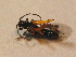  ( - GBOL_Col_FK_2476)  @13 [ ] CreativeCommons - Attribution Non-Commercial Share-Alike (2015) Unspecified SNSB, Zoologische Staatssammlung Muenchen