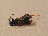  ( - GBOL_Col_FK_2477)  @12 [ ] CreativeCommons - Attribution Non-Commercial Share-Alike (2015) Unspecified SNSB, Zoologische Staatssammlung Muenchen