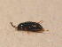 ( - GBOL_Col_FK_2487)  @11 [ ] CreativeCommons - Attribution Non-Commercial Share-Alike (2015) Unspecified SNSB, Zoologische Staatssammlung Muenchen