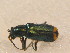  ( - GBOL_Col_FK_2496)  @13 [ ] CreativeCommons - Attribution Non-Commercial Share-Alike (2015) Unspecified SNSB, Zoologische Staatssammlung Muenchen