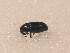  (Baris picicornis - GBOL_Col_FK_2520)  @13 [ ] CreativeCommons - Attribution Non-Commercial Share-Alike (2015) Unspecified SNSB, Zoologische Staatssammlung Muenchen