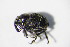  (Zacladus - GBOL_Col_FK_2571)  @13 [ ] CreativeCommons - Attribution Non-Commercial Share-Alike (2015) Unspecified SNSB, Zoologische Staatssammlung Muenchen