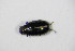  (Phyllotreta atra - GBOL_Col_FK_2578)  @13 [ ] CreativeCommons - Attribution Non-Commercial Share-Alike (2015) Unspecified SNSB, Zoologische Staatssammlung Muenchen