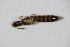  ( - GBOL_Col_FK_2623)  @11 [ ] CreativeCommons - Attribution Non-Commercial Share-Alike (2015) Unspecified SNSB, Zoologische Staatssammlung Muenchen