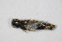  ( - GBOL_Col_FK_2629)  @11 [ ] CreativeCommons - Attribution Non-Commercial Share-Alike (2015) Unspecified SNSB, Zoologische Staatssammlung Muenchen