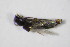  ( - GBOL_Col_FK_2630)  @11 [ ] CreativeCommons - Attribution Non-Commercial Share-Alike (2015) Unspecified SNSB, Zoologische Staatssammlung Muenchen
