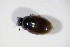  ( - GBOL_Col_FK_2658)  @11 [ ] CreativeCommons - Attribution Non-Commercial Share-Alike (2015) Unspecified SNSB, Zoologische Staatssammlung Muenchen