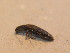  ( - GBOL_Col_FK_2682)  @12 [ ] CreativeCommons - Attribution Non-Commercial Share-Alike (2015) Unspecified SNSB, Zoologische Staatssammlung Muenchen