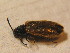  ( - GBOL_Col_FK_3430)  @13 [ ] CreativeCommons - Attribution Non-Commercial Share-Alike (2015) Unspecified SNSB, Zoologische Staatssammlung Muenchen