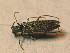  ( - GBOL_Col_FK_3480)  @13 [ ] CreativeCommons - Attribution Non-Commercial Share-Alike (2015) Unspecified SNSB, Zoologische Staatssammlung Muenchen