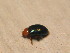  ( - GBOL_Col_FK_3486)  @13 [ ] CreativeCommons - Attribution Non-Commercial Share-Alike (2015) Unspecified SNSB, Zoologische Staatssammlung Muenchen