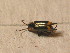  (Axinotarsus pulicarius - GBOL_Col_FK_3532)  @13 [ ] CreativeCommons - Attribution Non-Commercial Share-Alike (2015) Unspecified SNSB, Zoologische Staatssammlung Muenchen