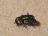  ( - GBOL_Col_FK_3533)  @12 [ ] CreativeCommons - Attribution Non-Commercial Share-Alike (2015) Unspecified SNSB, Zoologische Staatssammlung Muenchen