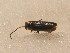  ( - GBOL_Col_FK_3597)  @12 [ ] CreativeCommons - Attribution Non-Commercial Share-Alike (2015) Unspecified SNSB, Zoologische Staatssammlung Muenchen