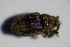  ( - GBOL_Col_FK_3627)  @12 [ ] CreativeCommons - Attribution Non-Commercial Share-Alike (2015) Unspecified SNSB, Zoologische Staatssammlung Muenchen