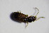  ( - GBOL_Col_FK_3640)  @12 [ ] CreativeCommons - Attribution Non-Commercial Share-Alike (2015) Unspecified SNSB, Zoologische Staatssammlung Muenchen