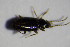  ( - GBOL_Col_FK_3645)  @12 [ ] CreativeCommons - Attribution Non-Commercial Share-Alike (2015) Unspecified SNSB, Zoologische Staatssammlung Muenchen