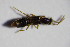  ( - GBOL_Col_FK_3659)  @13 [ ] CreativeCommons - Attribution Non-Commercial Share-Alike (2015) Unspecified SNSB, Zoologische Staatssammlung Muenchen