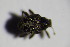  ( - GBOL_Col_FK_3665)  @11 [ ] CreativeCommons - Attribution Non-Commercial Share-Alike (2015) Unspecified SNSB, Zoologische Staatssammlung Muenchen