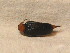  ( - GBOL_Col_FK_3823)  @11 [ ] CreativeCommons - Attribution Non-Commercial Share-Alike (2015) Unspecified SNSB, Zoologische Staatssammlung Muenchen