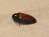  ( - GBOL_Col_FK_3891)  @13 [ ] CreativeCommons - Attribution Non-Commercial Share-Alike (2015) Unspecified SNSB, Zoologische Staatssammlung Muenchen