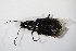  ( - GBOL_Col_FK_5755)  @13 [ ] CreativeCommons - Attribution Non-Commercial Share-Alike (2015) Unspecified SNSB, Zoologische Staatssammlung Muenchen