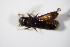  ( - GBOL_Col_FK_5758)  @11 [ ] CreativeCommons - Attribution Non-Commercial Share-Alike (2015) Unspecified SNSB, Zoologische Staatssammlung Muenchen