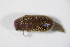  ( - GBOL_Col_FK_5775)  @11 [ ] CreativeCommons - Attribution Non-Commercial Share-Alike (2015) Unspecified SNSB, Zoologische Staatssammlung Muenchen