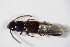  ( - GBOL_Col_FK_5784)  @11 [ ] CreativeCommons - Attribution Non-Commercial Share-Alike (2015) Unspecified SNSB, Zoologische Staatssammlung Muenchen