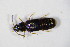  ( - GBOL_Col_FK_5794)  @12 [ ] CreativeCommons - Attribution Non-Commercial Share-Alike (2015) Unspecified SNSB, Zoologische Staatssammlung Muenchen