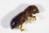  ( - GBOL_Col_FK_5891)  @11 [ ] CreativeCommons - Attribution Non-Commercial Share-Alike (2015) Unspecified SNSB, Zoologische Staatssammlung Muenchen