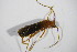  ( - GBOL_Col_FK_5906)  @12 [ ] CreativeCommons - Attribution Non-Commercial Share-Alike (2015) Unspecified SNSB, Zoologische Staatssammlung Muenchen