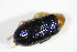  ( - GBOL_Col_FK_5908)  @12 [ ] CreativeCommons - Attribution Non-Commercial Share-Alike (2015) Unspecified SNSB, Zoologische Staatssammlung Muenchen