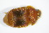  ( - GBOL_Col_FK_5915)  @12 [ ] CreativeCommons - Attribution Non-Commercial Share-Alike (2015) Unspecified SNSB, Zoologische Staatssammlung Muenchen