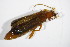  ( - GBOL_Col_FK_5926)  @11 [ ] CreativeCommons - Attribution Non-Commercial Share-Alike (2015) Unspecified SNSB, Zoologische Staatssammlung Muenchen
