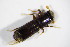  ( - GBOL_Col_FK_5950)  @11 [ ] CreativeCommons - Attribution Non-Commercial Share-Alike (2015) Unspecified SNSB, Zoologische Staatssammlung Muenchen