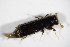  ( - GBOL_Col_FK_5954)  @11 [ ] CreativeCommons - Attribution Non-Commercial Share-Alike (2015) Unspecified SNSB, Zoologische Staatssammlung Muenchen