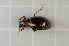  ( - GBOL00032)  @13 [ ] CreativeCommons - Attribution Non-Commercial Share-Alike (2015) Unspecified SNSB, Zoologische Staatssammlung Muenchen