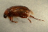  ( - GBOL00078)  @11 [ ] CreativeCommons - Attribution Non-Commercial Share-Alike (2015) Unspecified SNSB, Zoologische Staatssammlung Muenchen