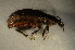  ( - GBOL00085)  @12 [ ] CreativeCommons - Attribution Non-Commercial Share-Alike (2015) Unspecified SNSB, Zoologische Staatssammlung Muenchen