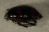  ( - GBOL00090)  @12 [ ] CreativeCommons - Attribution Non-Commercial Share-Alike (2015) Unspecified SNSB, Zoologische Staatssammlung Muenchen