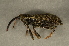  (Dorytomus longimanus - GBOL00093)  @13 [ ] CreativeCommons - Attribution Non-Commercial Share-Alike (2015) Unspecified SNSB, Zoologische Staatssammlung Muenchen