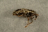  (Dorytomus minutus - GBOL00104)  @12 [ ] CreativeCommons - Attribution Non-Commercial Share-Alike (2015) Unspecified SNSB, Zoologische Staatssammlung Muenchen